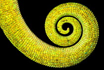 Close up of coiled tail of Parson's chameleon {Calumma parsonii} showing scales and strong green colouration. Tropical rainforest, Masoala Peninsula National Park, north east Madagascar.