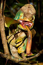 Parson's chameleon {Calumma Parsonii} male catching grasshopper with extendable tongue. Madagascar.
