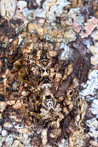 Praying mantis {Mantodea} camouflaged on tree bark, tropical rainforest. Masoala Peninsula National Park, north east Madagascar.
