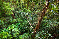 Lowland rainforest viewed from canopy platform, Masoala Peninsula National Park, north east Madagascar, October 2009