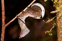 Caterpillar with large eye spots amongst rainforest vegetation. Andasibe-Mantadia NP, Madagascar.