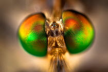 Close-up of compound eyes of unidentified fly {Diptera}. Masoala Peninsula National Park, north east Madagascar.