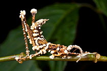 Entomopathogenic fungus covering its deceased host, a tropical grasshopper {Acrididae}, which is still clinging to the plant stem on which it died. tropical rainforest, Andasibe-Mantadia NP, Madagasca...