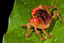 Forest Crab on plant leaf at night in rainforest, Masoala Peninsula National Park, north east Madagascar.