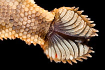 Close-up of the underside of foot of Leaf-tailed gecko {Uroplatus sikorae} as it walks on vertical glass. The finely divided setae on the toe pads stick the gecko to the smooth surface through van der...