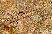 Fish Scale Gecko {Geckolepis maculata} camouflaged on stone, Masoala Peninsula National Park, north east Madagascar.
