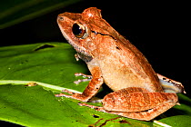 Treefrog {Gephyromantis sp.} Masoala Peninsula National Park, north east Madagascar.