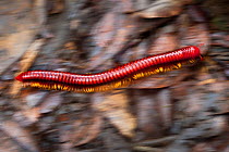 Giant millipede {Aphistogoniulus sp} running across leaf litter on rainforest floor. Andasibe-Mantadia National Park, Eastern Madagascar.