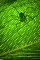 Green huntsman spider {Sparassidae} on leaf in tropical rainforest, Masoala Peninsula National Park, north east Madagascar.