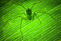 Green Huntsman Spider {Sparassidae} on leaf in tropical rainforest, Masoala Peninsula National Park, north east Madagascar.