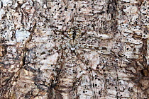 Long-spinnered bark spider {Hersiliidae sp} camouflaged on tree bark, tropical rainforest, Masoala Peninsula National Park, north east Madagascar.
