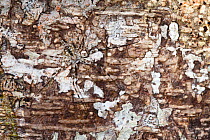Long-spinnered bark spider {Hersiliidae sp} camouflaged on tree bark, tropical rainforest, Masoala Peninsula National Park, north east Madagascar.