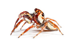 Jumping spider {Salticidae} photographed on white background. Masoala Peninsula National Park, north east Madagascar.