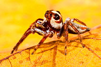 Jumping spider {Salticidae} on yellow leaf. Masoala Peninsula National Park, north east Madagascar.