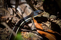 Lateral water snake {Bibilava lateralis}, moving through leaf litter on rainforest floor, Andasibe-Mantadia National Park, Madagascar.