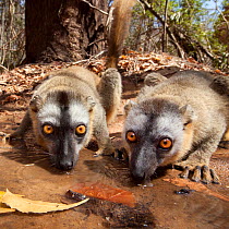 Red fronted brown lemurs {Lemur fulvus rufus} drinking from pool, Kirindy forest, West Madagascar.