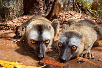 Red fronted brown lemurs {Lemur fulvus rufus} drinking from pool, Kirindy forest, West Madagascar.