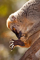 Red fronted brown lemur {Lemur fulvus rufus} grooming foot, Kirindy forest, West Madagascar.