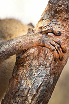 Close up of fore foot of Red fronted brown lemur {Lemur fulvus rufus}, Kirindy forest, West Madagascar