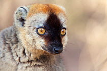 Red fronted brown lemur {Lemur fulvus rufus}, portrait, Kirindy forest, West Madagascar