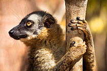 Red fronted brown lemur {Lemur fulvus rufus}, Kirindy forest, West Madagascar