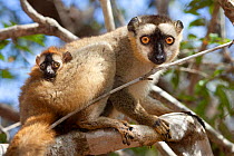 Red fronted brown lemur {Lemur fulvus rufus} with baby, looking down from tree, Kirindy forest, West Madagascar