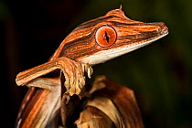 Lined leaf-tailed gecko {Uroplatus lineatus} showing darker nocturnal colouration, Masoala Peninsula National Park, north east Madagascar.