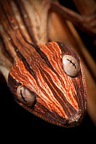 Lined Leaf-tailed Gecko {Uroplatus lineatus} showing darker nocturnal colouration, Masoala Peninsula National Park, north east Madagascar.