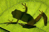 Reed Frog {Heterixalus madagascariensis} silhouette on backlit leaf in tropical rainforest. Masoala Peninsula National Park, north east Madagascar.