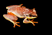 Madagascar reed frog {Heterixalus madagascariensis}. Masoala Peninsula National Park, north east Madagascar.