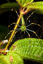 Malagasy green lynx spider {Peucetia madagascariensis} on web, tropical rainforest, Masoala Peninsula National Park, north east Madagascar.