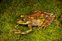 Tree frog {Mantidactylus aglavei} camouflaged on mossy branch in rainforest. Andasibe-Mantadia National Park, Eastern Madagascar.