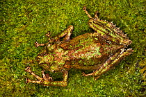 Tree frog {Mantidactylus aglavei} camouflaged on mossy branch in rainforest. Andasibe-Mantadia National Park, Eastern Madagascar.