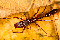 Ant-mimicking jumping spider {Myrmarachne sp}, tropical rainforest, Masoala Peninsula National Park, north east Madagascar.