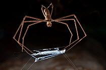 Ogre faced / Net-casting spider {Deinopis sp} with web held between legs that it will stretch over prey that walks below it. Masoala Peninsula National Park, north east Madagascar.