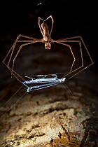 Ogre faced / Net-casting spider {Deinopis sp} with web held between legs that it will stretch over prey that walks below it. Masoala Peninsula National Park, north east Madagascar.