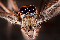 Close up of head of Ogre faced / Net-casting spider {Deinopis sp} showing the huge pair of eyes that enable it to hunt at night. Masoala Peninsula National Park, north east Madagascar.