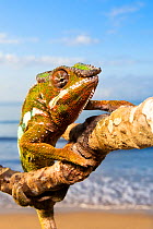 Panther Chameleon {Furcifer pardalis} climbing along branch on beach, Masoala Peninsula National Park, north east Madagascar.