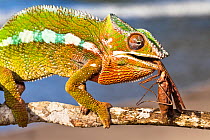 Panther Chameleon {Furcifer pardalis} eating Praying mantis {Mantodea}. Masoala Peninsula National Park, north east Madagascar.