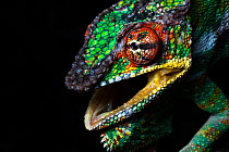 Panther chameleon male in threat display {Furcifer pardalis}, Madagascar.