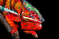 Panther chameleon male in threat display {Furcifer pardalis} Madagascar.