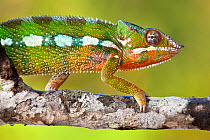 Panther chameleon {Furcifer pardalis} walking along branch, Masoala Peninsula National Park, north east Madagascar.