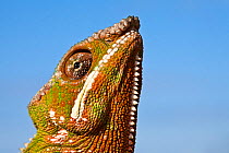 Panther Chameleon {Furcifer pardalis} looking up. Masoala Peninsula National Park, north east Madagascar.
