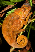 Panther Chameleon juvenile {Furcifer pardalis}. Masoala Peninsula National Park, north east Madagascar.