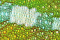 Panther chameleon {Furcifer pardalis} close-up of skin, green colouration, Masoala Peninsula National Park, north east Madagascar.