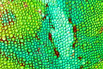 Panther chameleon close-up of skin {Furcifer pardalis} green colouration, Madagascar.