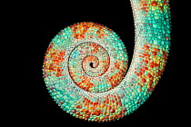 Panther chameleon, close up of coiled tail {Furcifer pardalis} Madagascar.