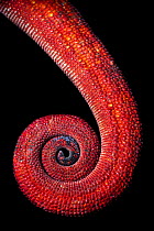 Panther chameleon tail {Furcifer pardalis} close up of coiled tail, red colouration, Madagascar.
