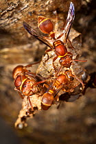 Paper wasps {Polistes sp} on suspended nest. Maroantsetra, North east Madagascar.