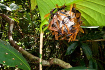 Paper wasps {Polistes sp} on nest suspended from leaf. Masoala Peninsula National Park, north east Madagascar.